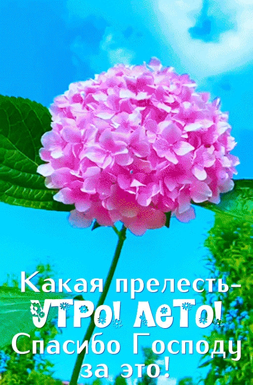 Картинки с добрым летним утром (70 открыток). Красивые картинки Доброе летнее утро