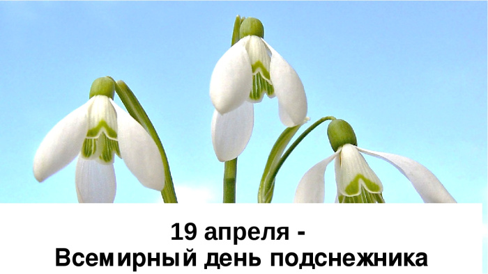 Картинки с Днем подснежника (70 открыток). С надписью