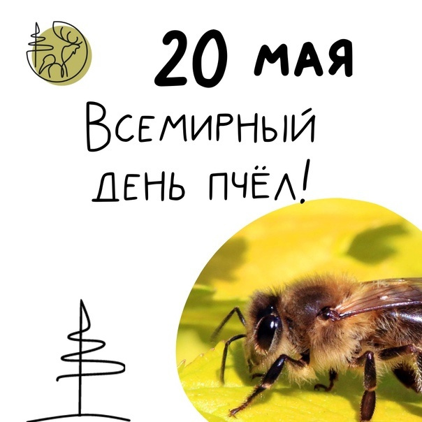 Картинки со Всемирным днем пчел (35 открыток)
