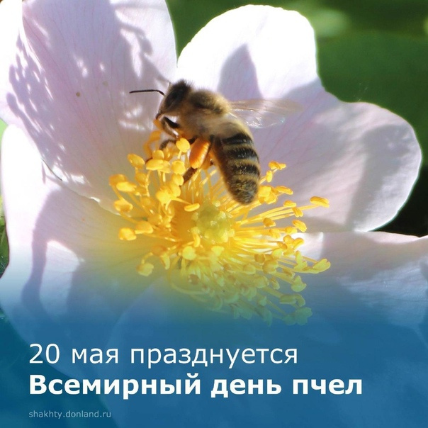 Картинки со Всемирным днем пчел (35 открыток). Всемирный день пчел: картинки с надписями и поздравлениями