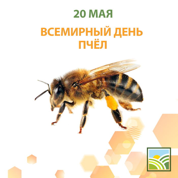 Картинки со Всемирным днем пчел (35 открыток). Всемирный день пчел: картинки с надписями и поздравлениями