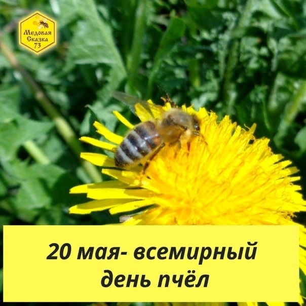 Картинки со Всемирным днем пчел (35 открыток). Всемирный день пчел: картинки с надписями и поздравлениями