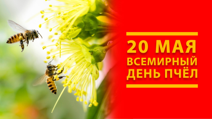 Картинки со Всемирным днем пчел (35 открыток). Всемирный день пчел: картинки с надписями и поздравлениями