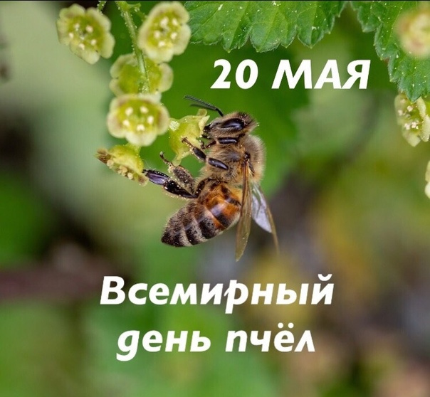Картинки со Всемирным днем пчел (35 открыток). Всемирный день пчел: картинки с надписями и поздравлениями