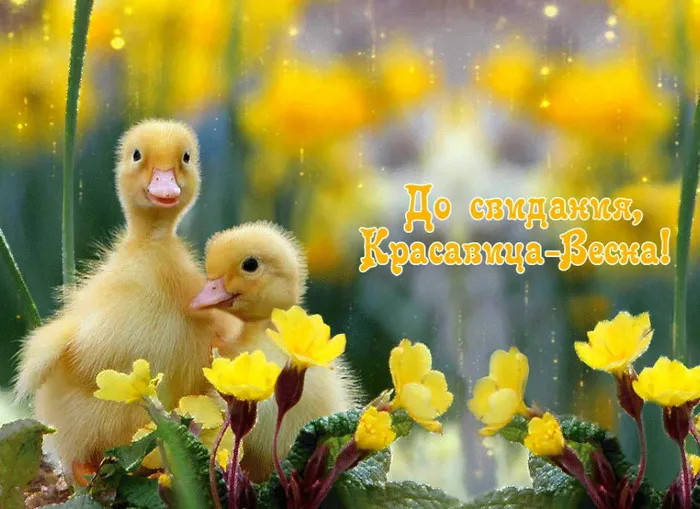 Картинки с последним днем весны (100 открыток). Красивые картинки с последним весенним днем