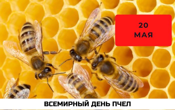 Картинки со Всемирным днем пчел (35 открыток). Всемирный день пчел: картинки с надписями и поздравлениями