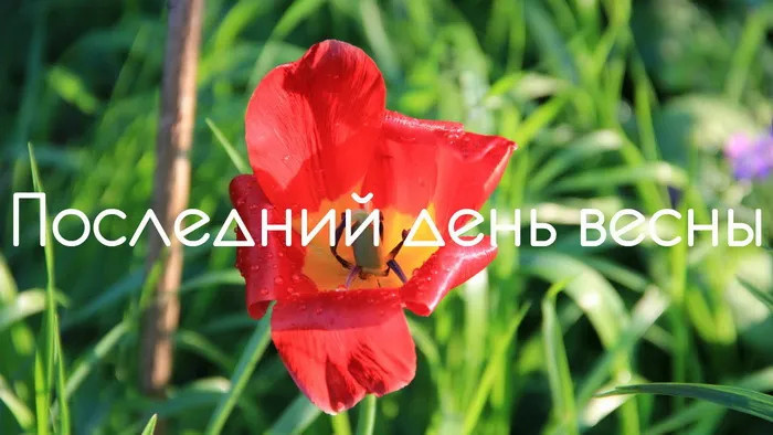 Картинки с последним днем весны (100 открыток). Картинки с надписями: последний день весны, до свидания весна, прощай весна