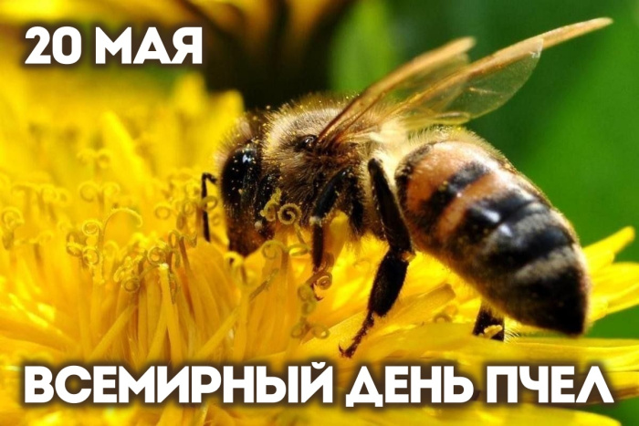 Картинки со Всемирным днем пчел (35 открыток). Всемирный день пчел: картинки с надписями и поздравлениями