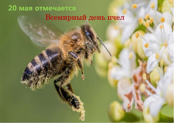 Картинки со Всемирным днем пчел (35 открыток). Всемирный день пчел: картинки с надписями и поздравлениями