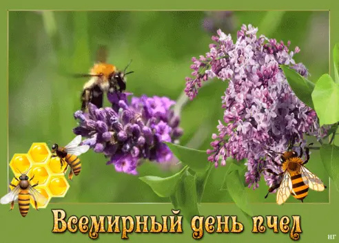 Картинки со Всемирным днем пчел (35 открыток). Всемирный день пчел: картинки с надписями и поздравлениями