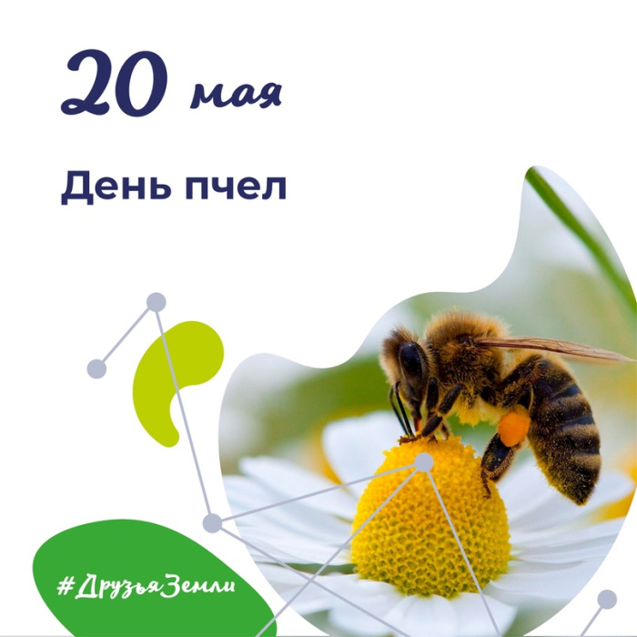 Картинки со Всемирным днем пчел (35 открыток). Всемирный день пчел: картинки с надписями и поздравлениями