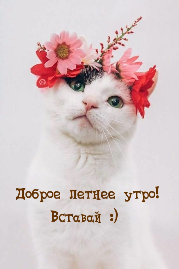 Картинки с добрым летним утром (195 открыток). Доброе летнее утро: картинки с надписями