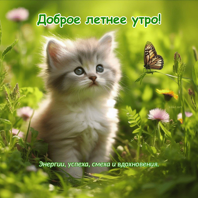 Картинки с добрым летним утром (195 открыток). Позитивные картинки с пожеланием Доброго летнего утра