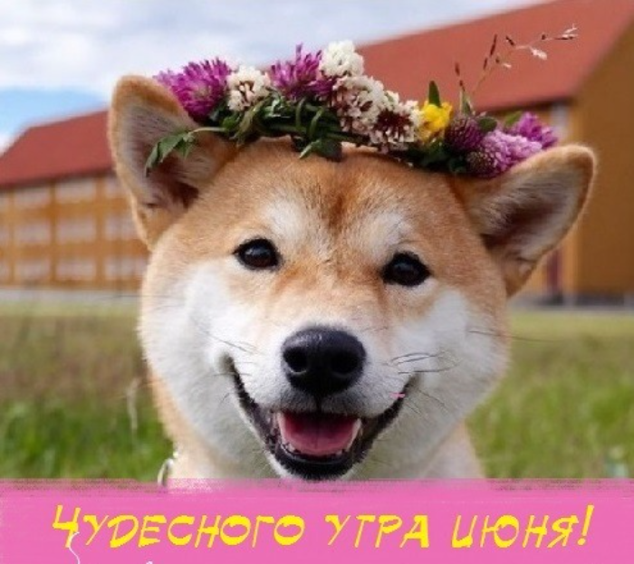 Картинки с добрым июньским утром (140 открыток). Доброе утро июня: картинки с надписями