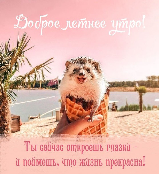 Картинки с добрым летним утром (195 открыток). Позитивные картинки с пожеланием Доброго летнего утра