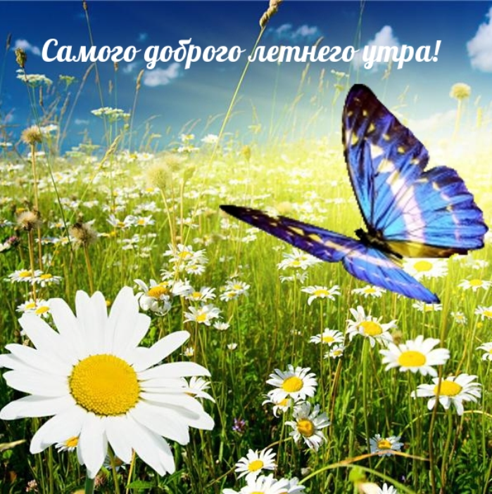 Картинки с добрым летним утром (195 открыток). Позитивные картинки с пожеланием Доброго летнего утра