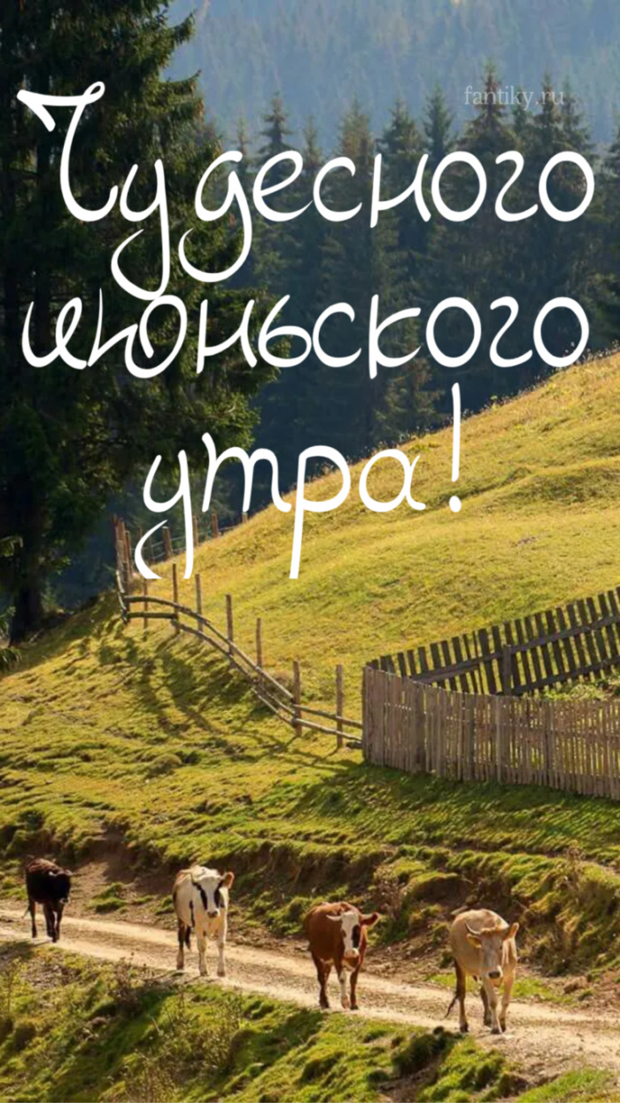 Картинки с добрым июньским утром (140 открыток). Позитивные картинки с пожеланием Доброго июньского утра