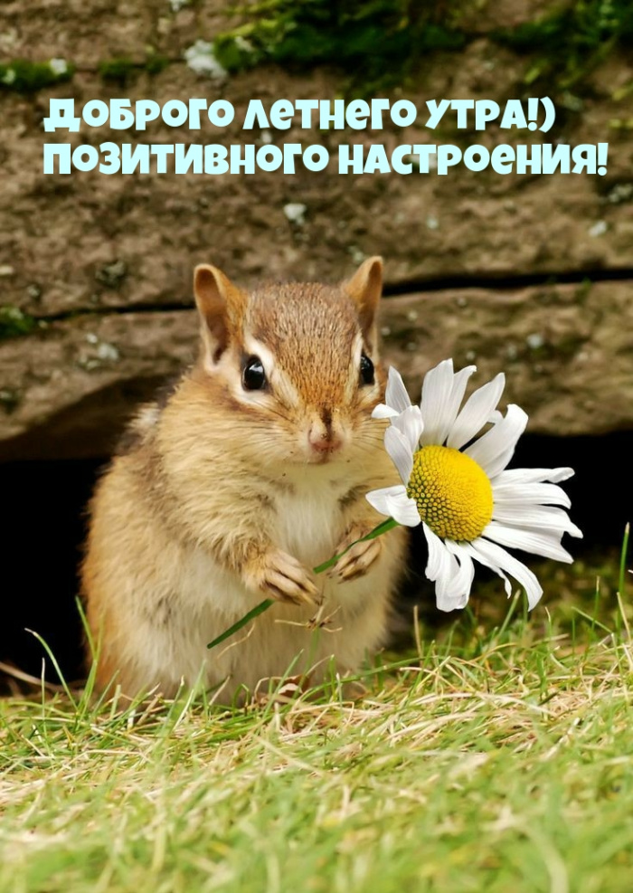 Картинки с добрым летним утром (195 открыток). Доброе летнее утро: картинки с надписями