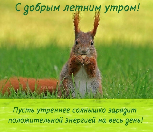 Картинки с добрым летним утром (195 открыток). Позитивные картинки с пожеланием Доброго летнего утра