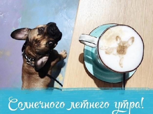 Картинки с добрым летним утром (195 открыток). Позитивные картинки с пожеланием Доброго летнего утра