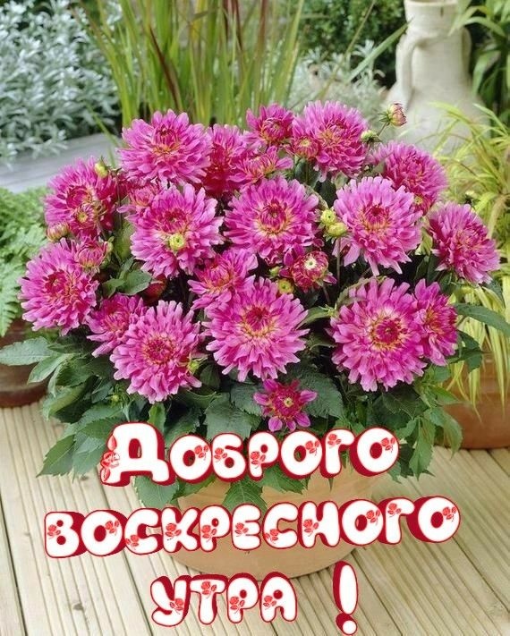 Картинки Доброе утро воскресенья (90 открыток). Картинки с надписью "Доброе утро воскресенья"
