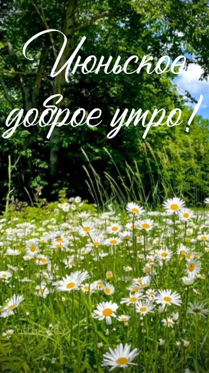 Картинки с добрым июньским утром (140 открыток). Позитивные картинки с пожеланием Доброго июньского утра