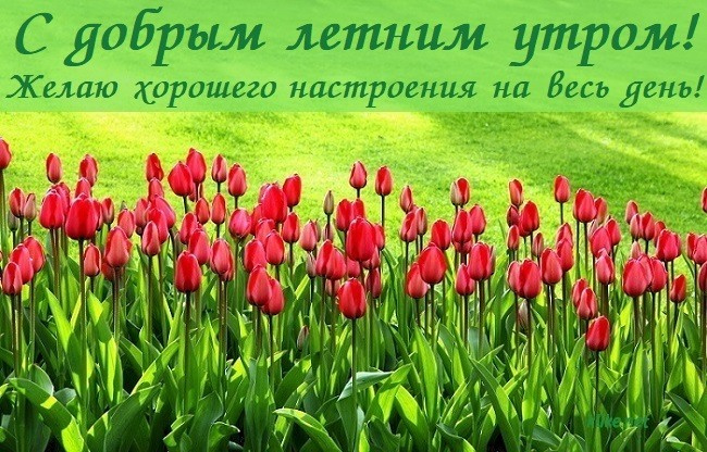 Картинки с добрым летним утром (195 открыток). Позитивные картинки с пожеланием Доброго летнего утра