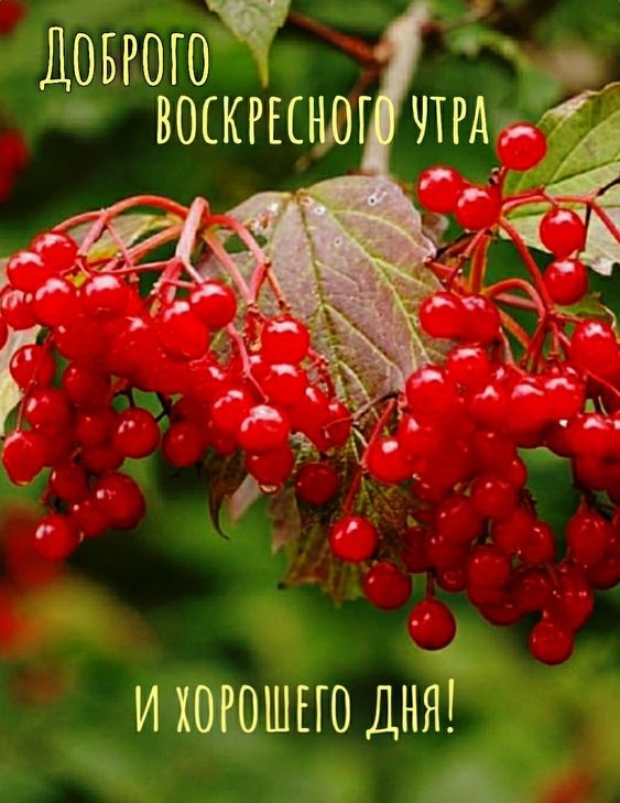 Картинки Доброе утро воскресенья (90 открыток). Картинки с надписью "Доброе утро воскресенья"