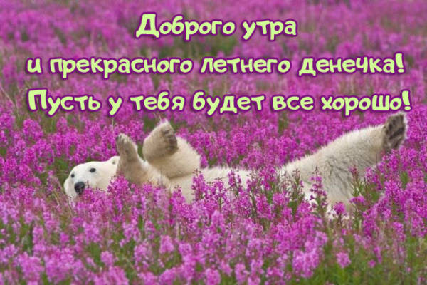Картинки с добрым летним утром (195 открыток). Доброе летнее утро: картинки с надписями
