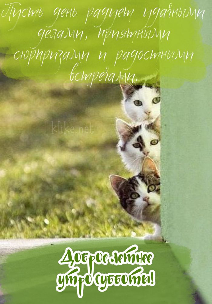 Картинки с добрым летним утром (195 открыток). Доброе летнее утро: картинки с надписями