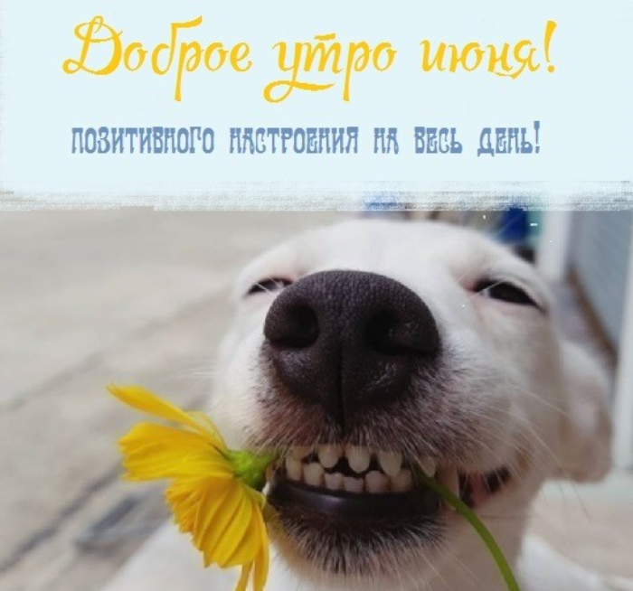 Картинки с добрым июньским утром (140 открыток). Доброе утро июня: картинки с надписями