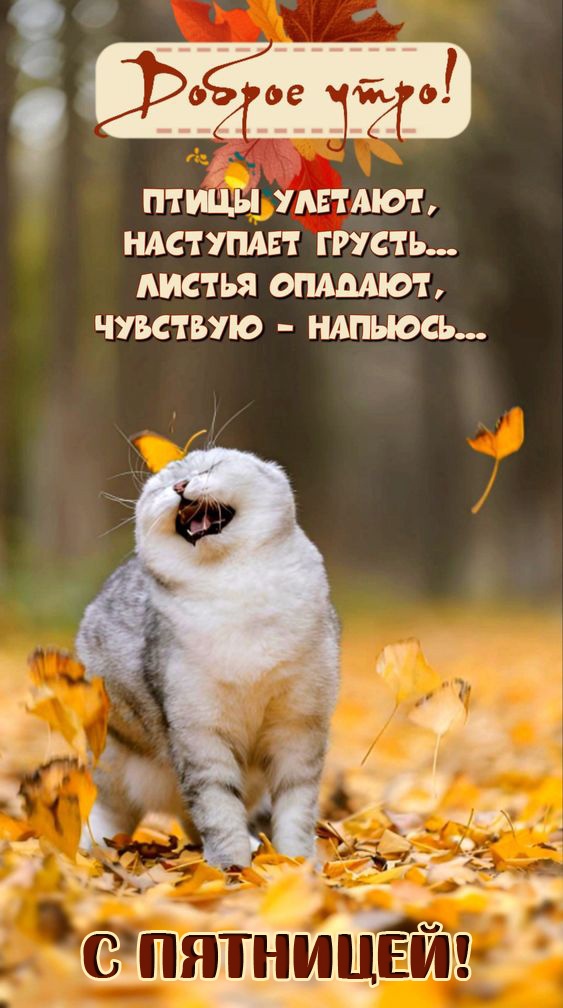 Картинки Доброе утро пятницы. Прикольные картинки Доброе утро пятницы