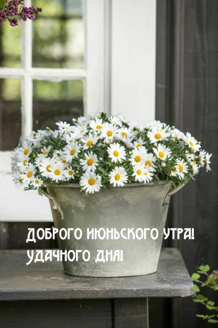 Картинки с добрым июньским утром (140 открыток). Доброе утро июня: картинки с надписями