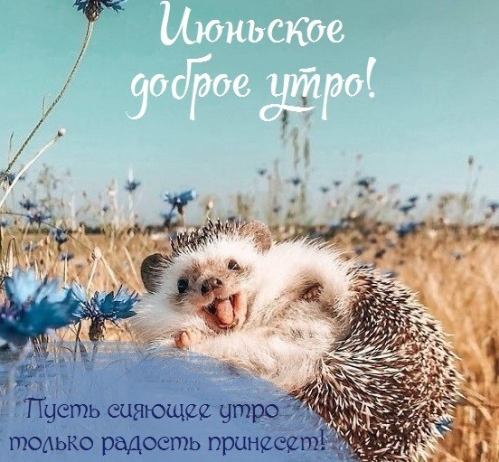 Картинки с добрым июньским утром (140 открыток). Доброе утро июня: картинки с надписями