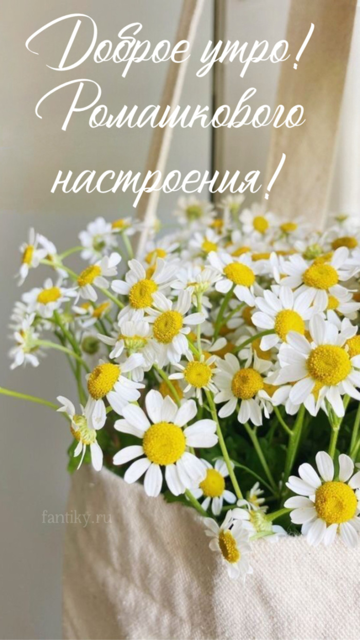 Картинки с добрым летним утром (195 открыток). Доброе летнее утро: картинки с надписями