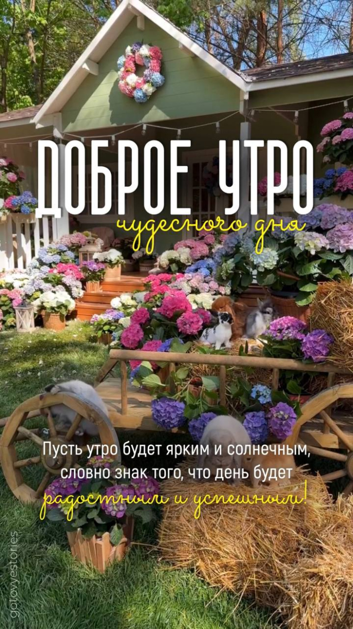 Картинки с добрым летним утром (70 открыток). Доброе летнее утро - картинки с пожеланиями