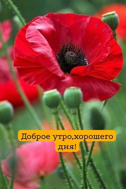 Картинки Доброе июльское утро. Красивые картинки Доброго июльского утра