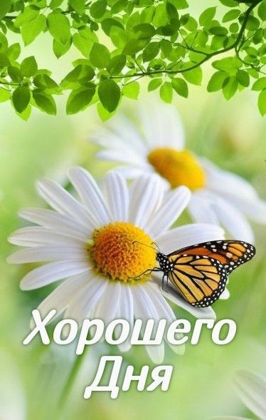 Красивые картинки "Хорошего дня" . Картинки Хорошего и доброго дня