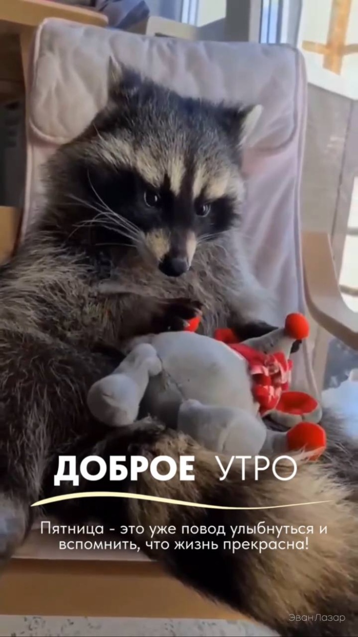Картинки Доброе утро пятницы. Прикольные картинки Доброе утро пятницы