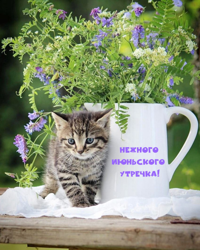 Картинки с добрым июньским утром (140 открыток). Доброе утро июня: картинки с надписями
