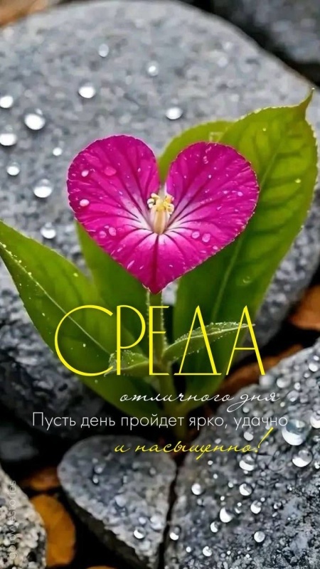 Картинки Доброе утро среды (90 открыток). Доброе утро среды - картинки с пожеланиями