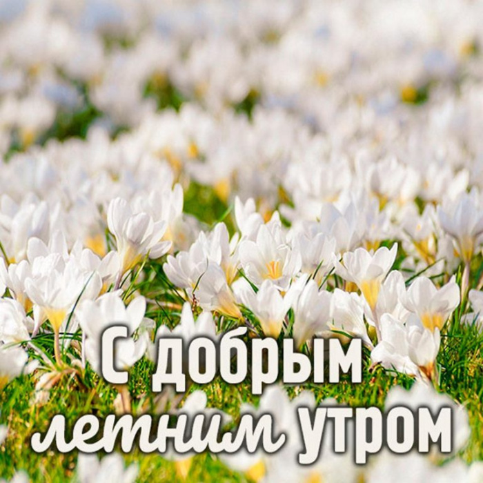 Картинки с добрым летним утром (195 открыток). Доброе летнее утро: картинки с надписями