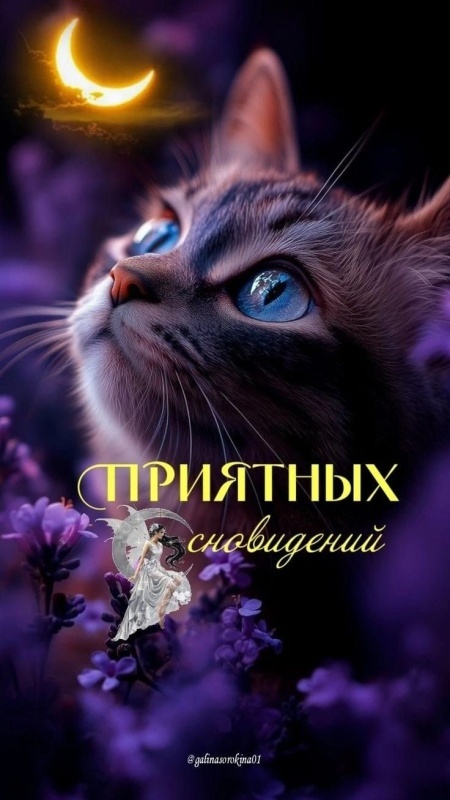 Картинки Доброй ночи красивые и прикольные. Красивые картинки Доброй ночи
