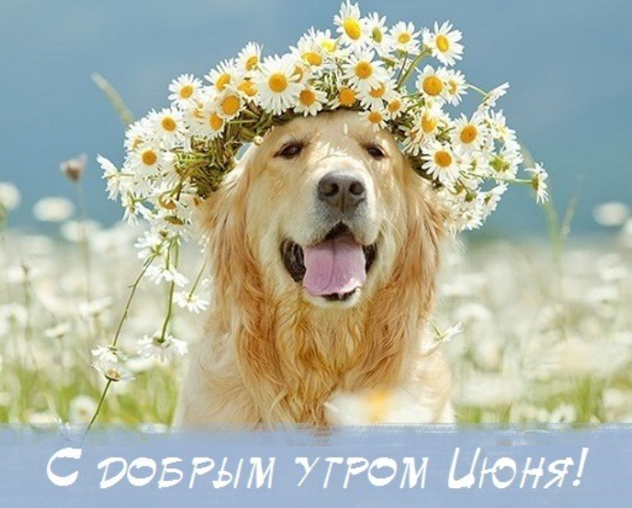 Картинки с добрым июньским утром (140 открыток). Доброе утро июня: картинки с надписями
