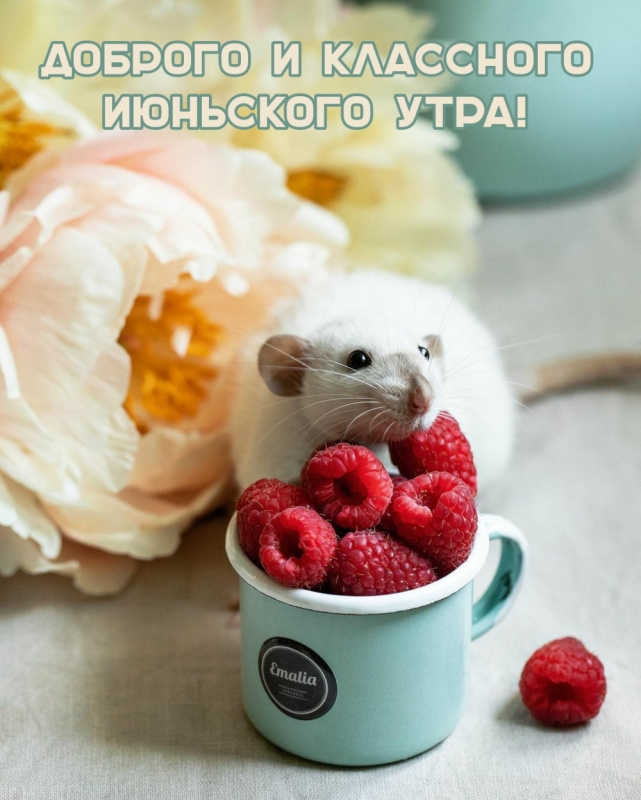 Картинки с добрым июньским утром (140 открыток). Доброе утро июня: картинки с надписями