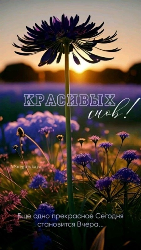 Картинки Спокойной ночи красивые, летние, прикольные. Красивые картинки "Спокойно ночи" летние