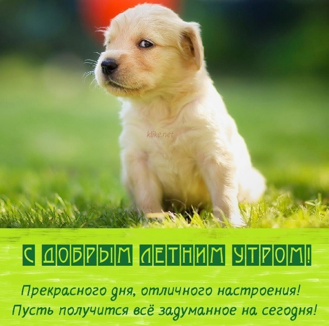 Картинки с добрым летним утром (195 открыток). Позитивные картинки с пожеланием Доброго летнего утра