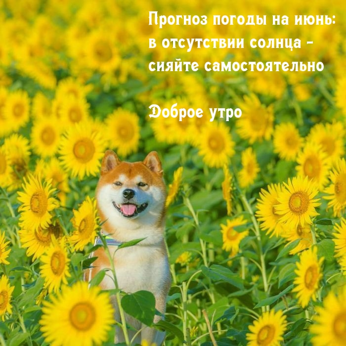 Картинки с добрым июньским утром (140 открыток). Доброе утро июня: картинки с надписями