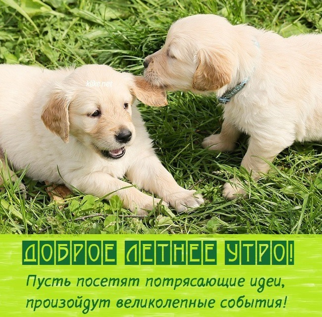Картинки с добрым летним утром (195 открыток). Позитивные картинки с пожеланием Доброго летнего утра