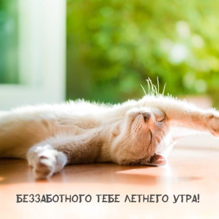 Картинки с добрым летним утром (195 открыток). Доброе летнее утро: картинки с надписями